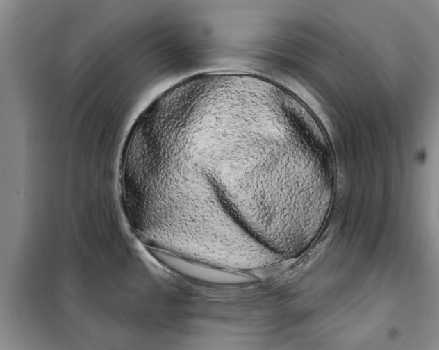 X0000099421485200805301356