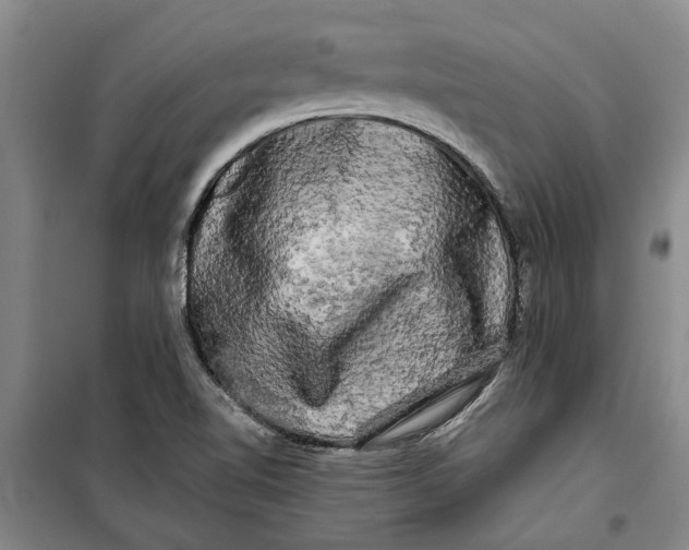 X0000099421510200805301356