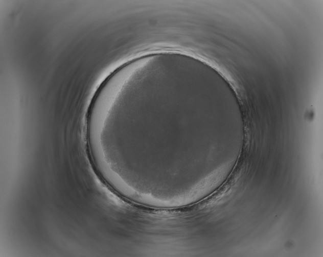 X0000099421527200805301356