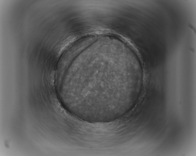 X0000099420010200806061006