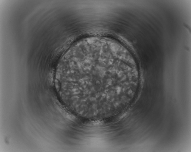 X0000099420065200806061005