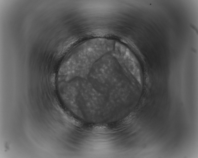 X0000099420066200806061005
