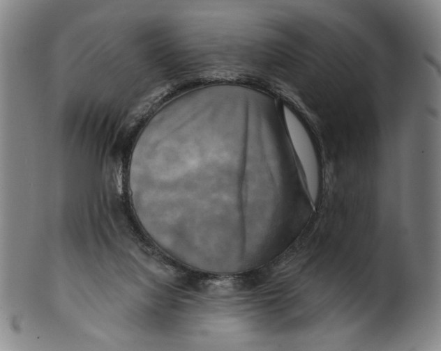 X0000099420068200806061005