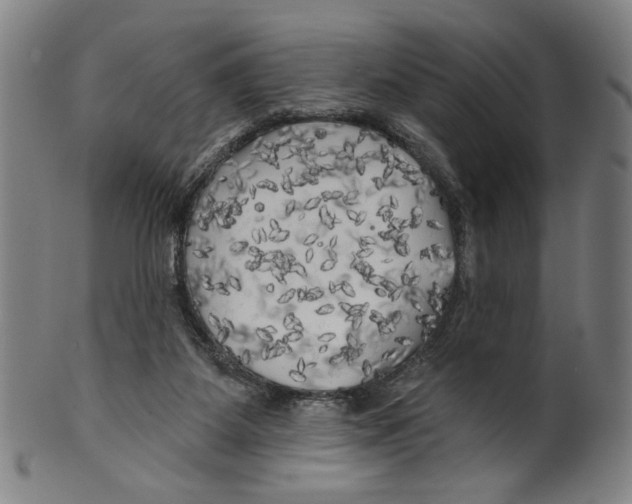 X0000099420115200806061004