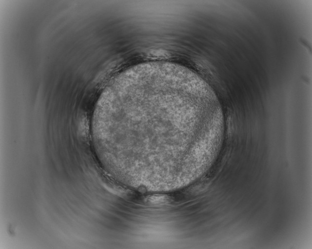 X0000099420173200806061003