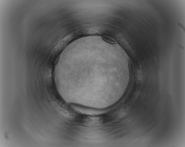 X0000099420260200806061002