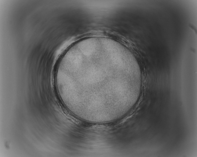 X0000099420294200806061002