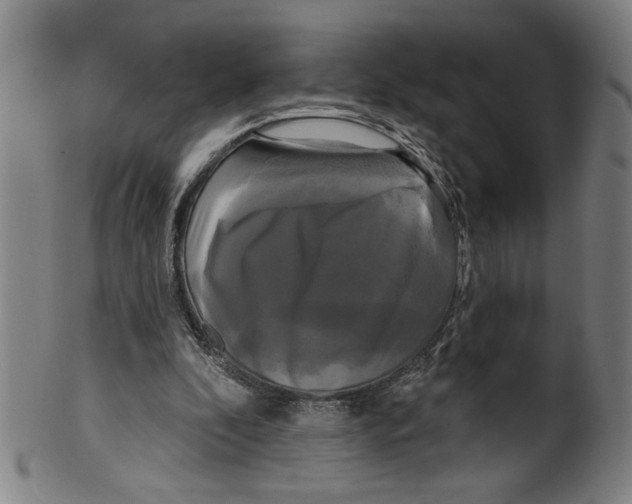 X0000099420296200806061002