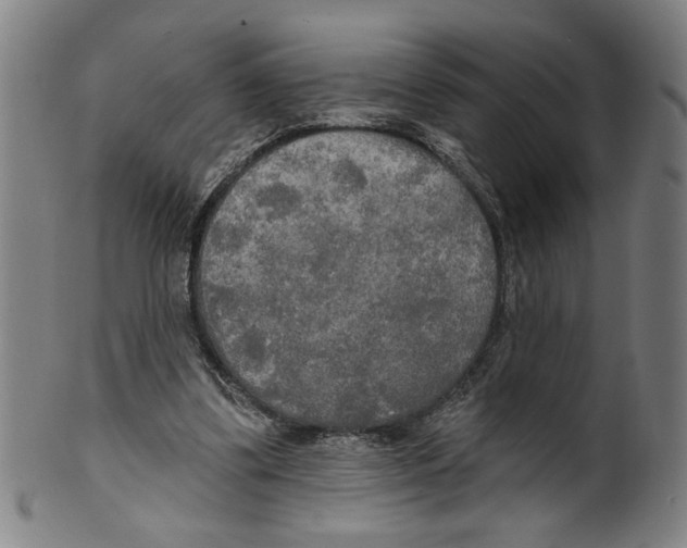 X0000099420299200806061001