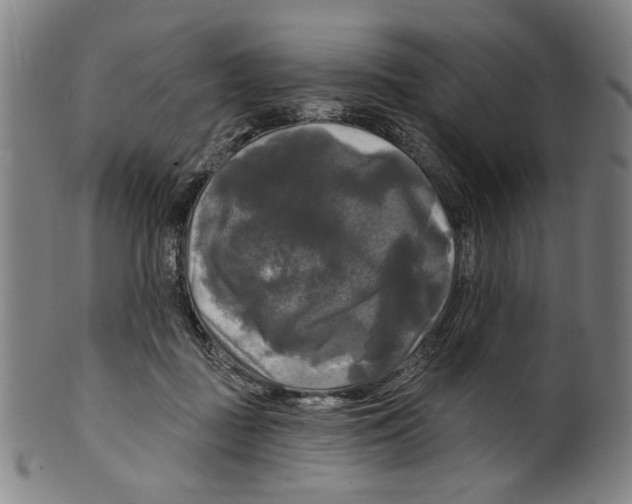 X0000099420363200806061001