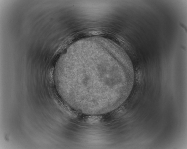 X0000099420373200806061001