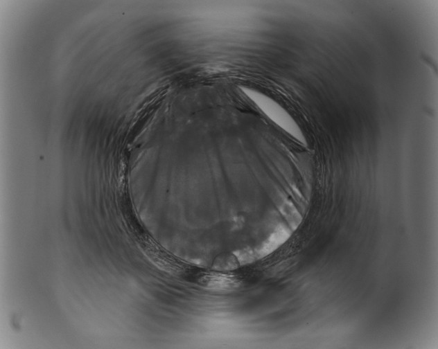 X0000099420507200806060958