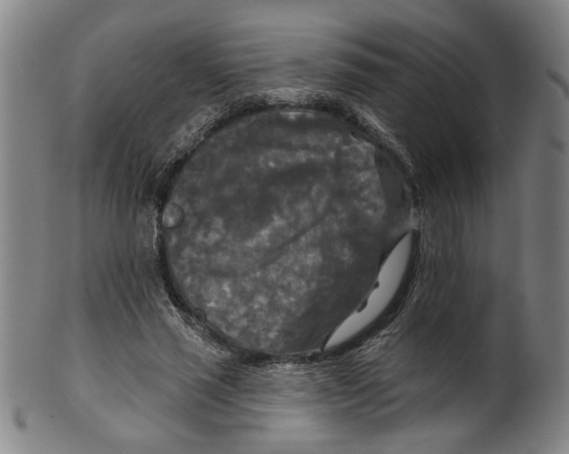 X0000099420637200806060956