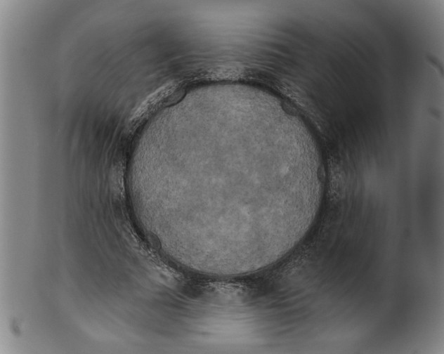 X0000099420681200806060955