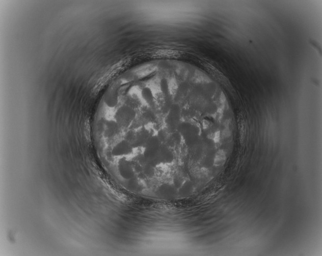 X0000099420729200806060954