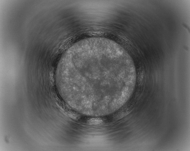 X0000099420749200806060955