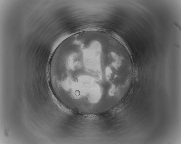 X0000099420811200806060953
