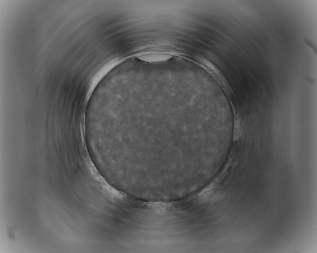 X0000099420812200806060953