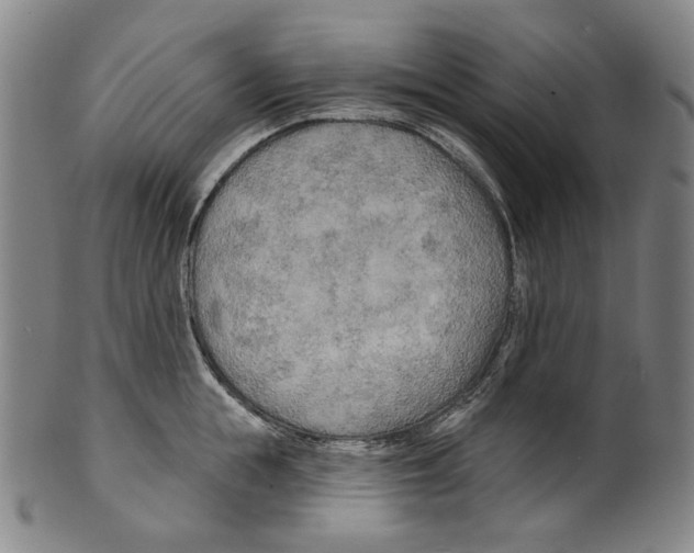 X0000099420855200806060953
