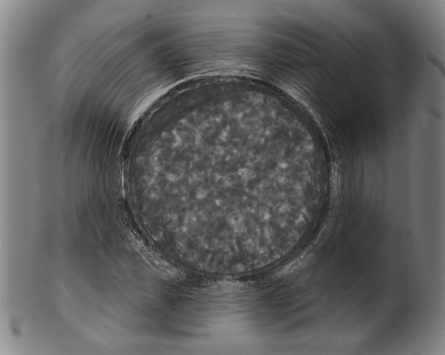 X0000099420925200806060951