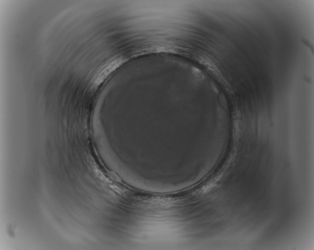 X0000099420977200806060951