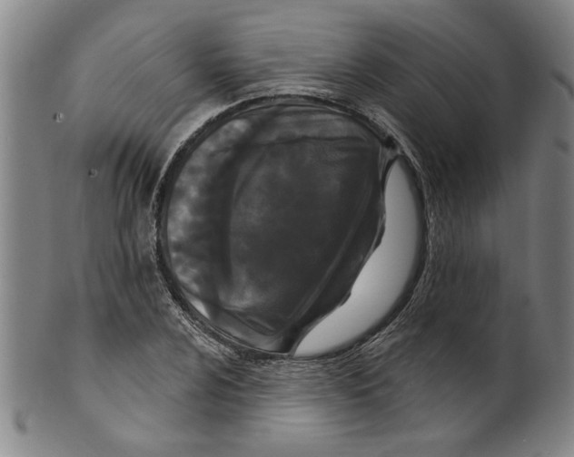 X0000099421024200806060950