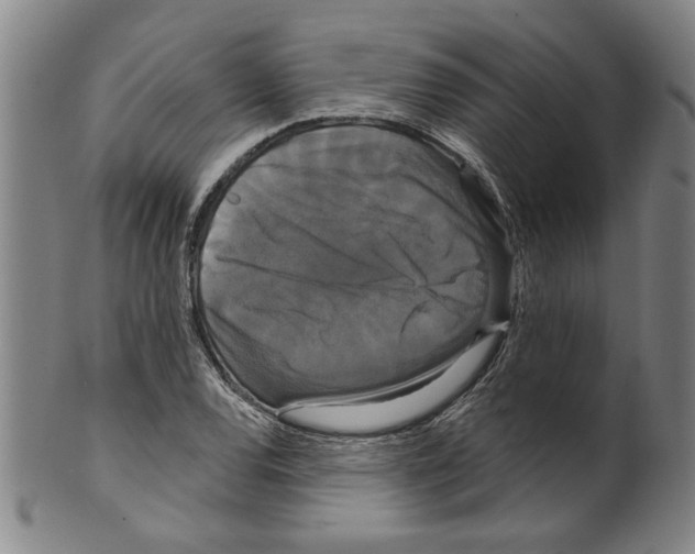 X0000099421120200806060949