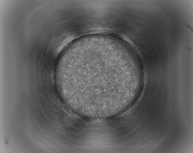 X0000099421259200806060947