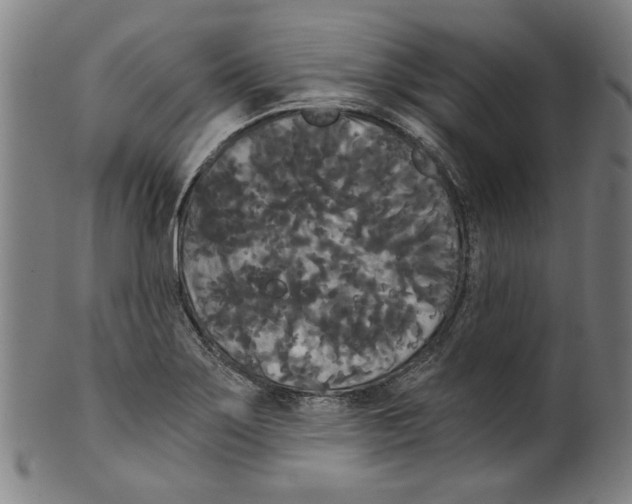 X0000099421275200806060946