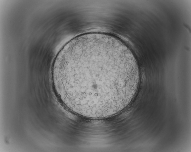 X0000099421375200806060945