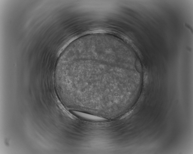 X0000099421417200806060944