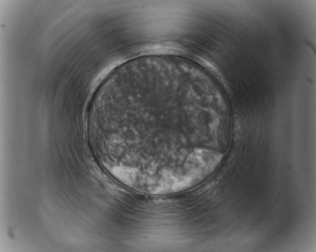 X0000099421419200806060945