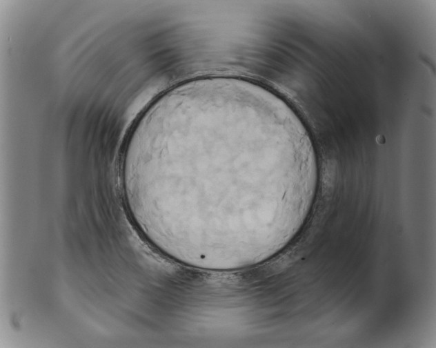 X0000099421466200806060944