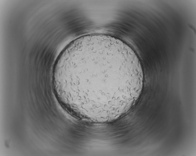 X0000099421483200806060943