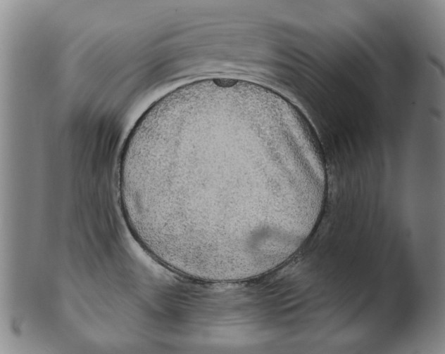 X0000099421531200806060943