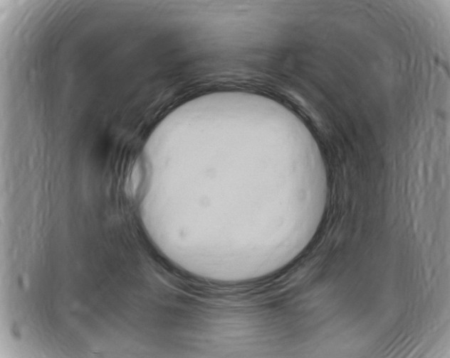 X0000099430217200805090733