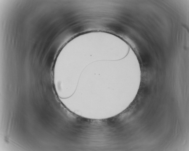 X0000099430807200805090725