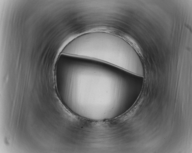 X0000099430808200805090725