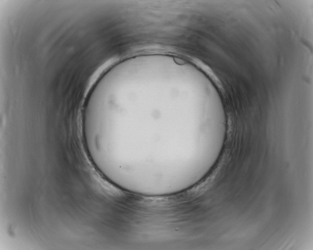 X0000099431474200805090716