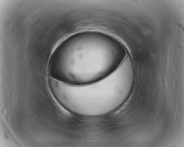 X0000099431525200805090716