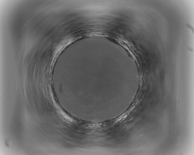 X0000099430049200805091259