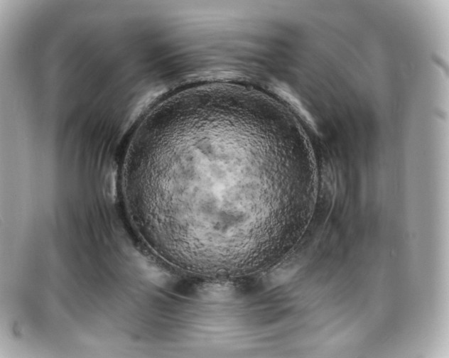 X0000099430110200805091259