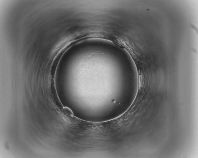 X0000099430243200805091256