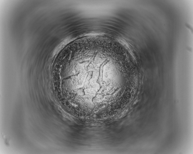 X0000099430337200805091255