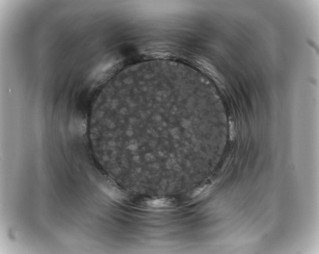 X0000099430365200805091255