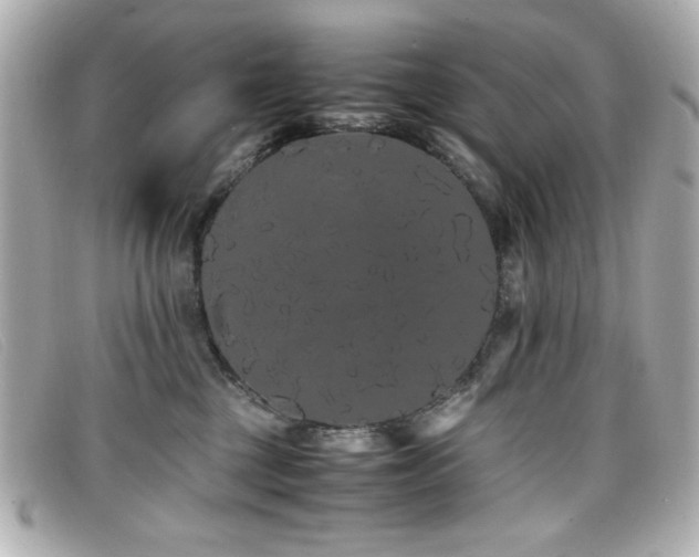 X0000099430377200805091255
