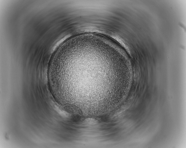 X0000099430390200805091255