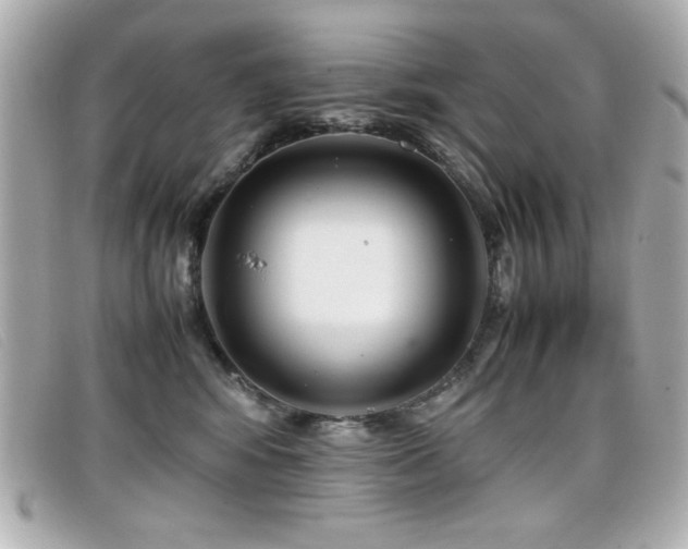 X0000099430424200805091254