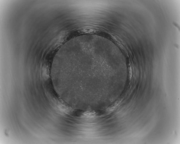 X0000099430606200805091252