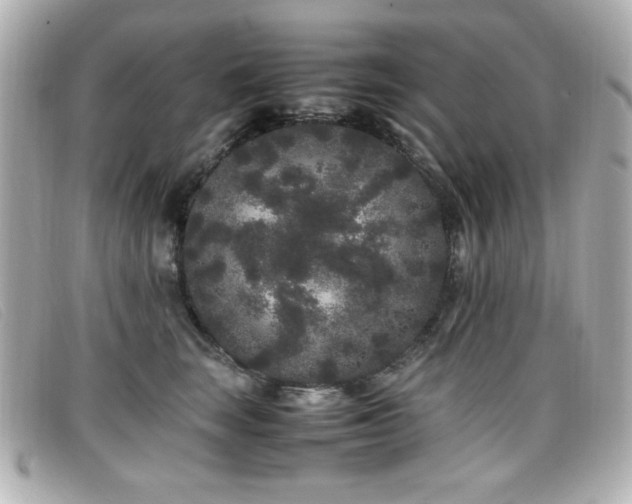 X0000099430663200805091251